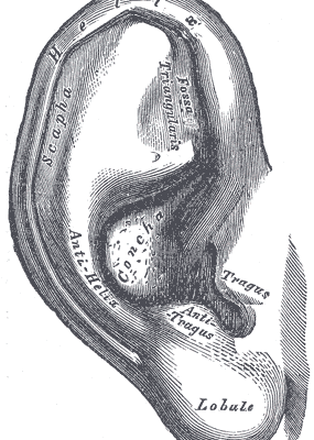 Gray's anatomy plate of the outer ear