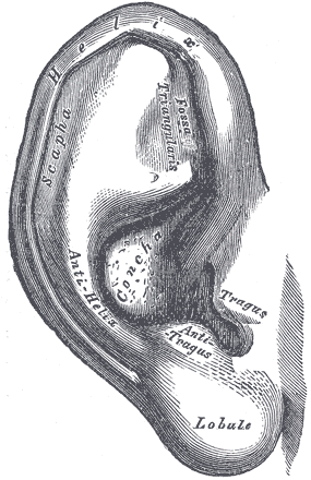 Gray's anatomy plate of the outer ear