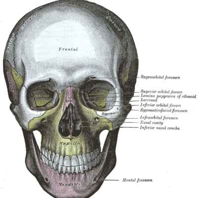 labeled bones in the face