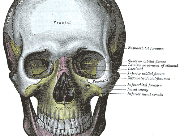 labeled bones in the face