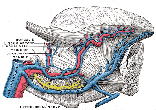 Gray anatomy sketch of blood vessels underlying the tongue