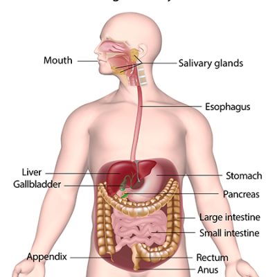cartoon of the digestive system