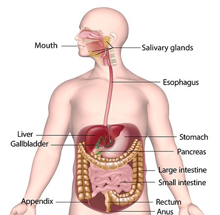 cartoon of the digestive system