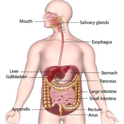 cartoon of the digestive system