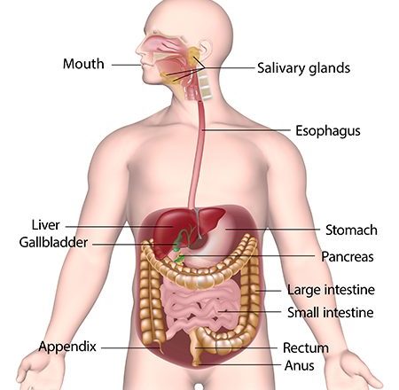 cartoon of the digestive system