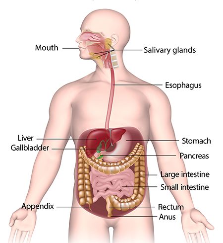 cartoon of the digestive system